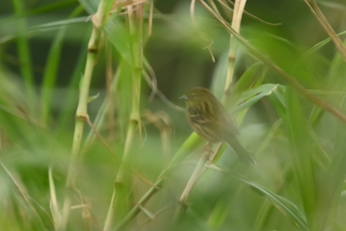 Yellow Bunting - ML626950851