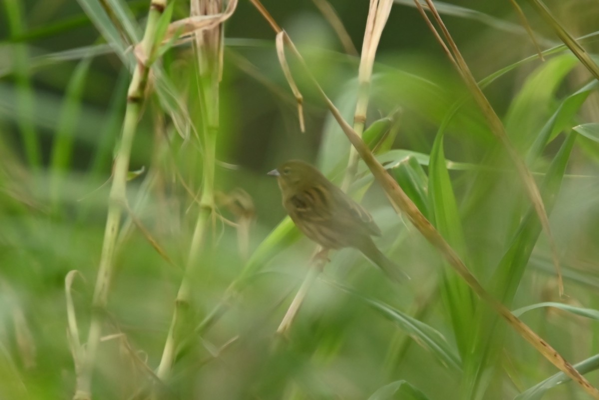 Yellow Bunting - ML626950852