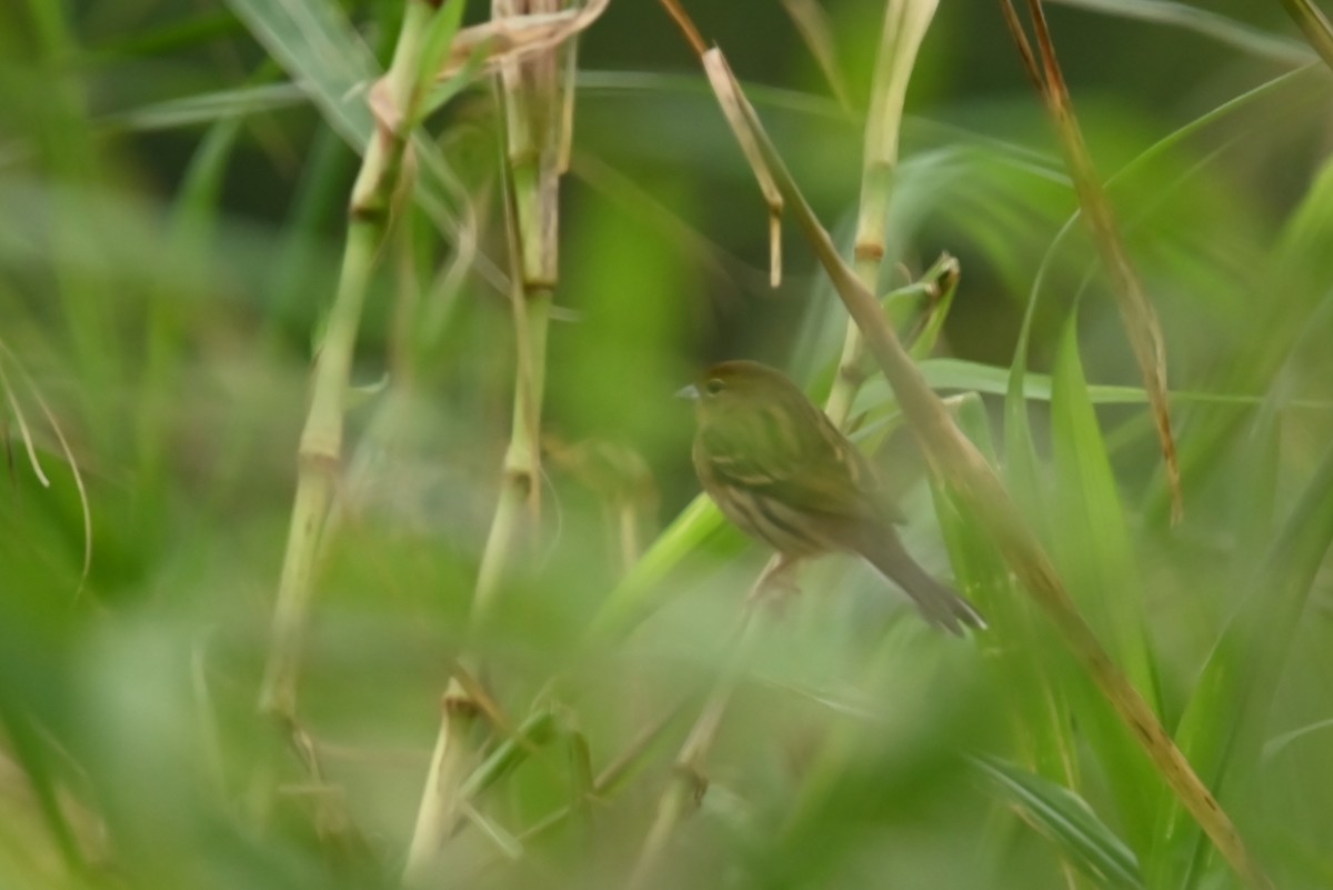 Yellow Bunting - ML626950853