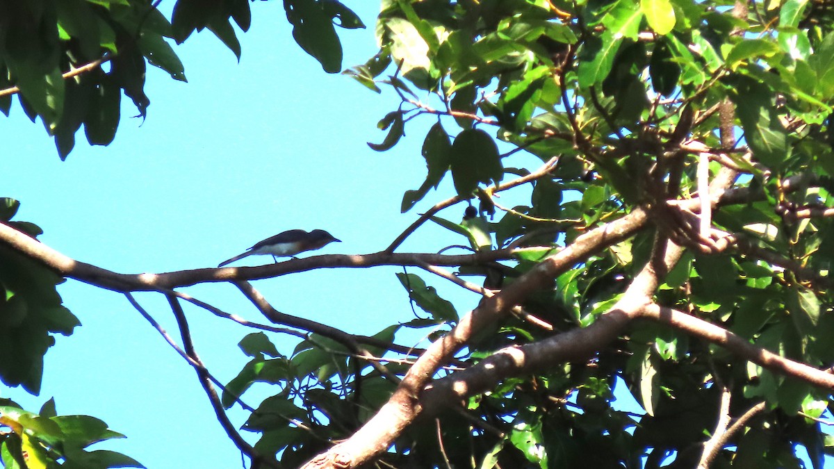 Leaden Flycatcher - ML626950858