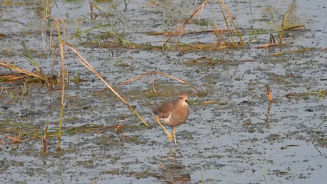 White-tailed Lapwing - ML626950910
