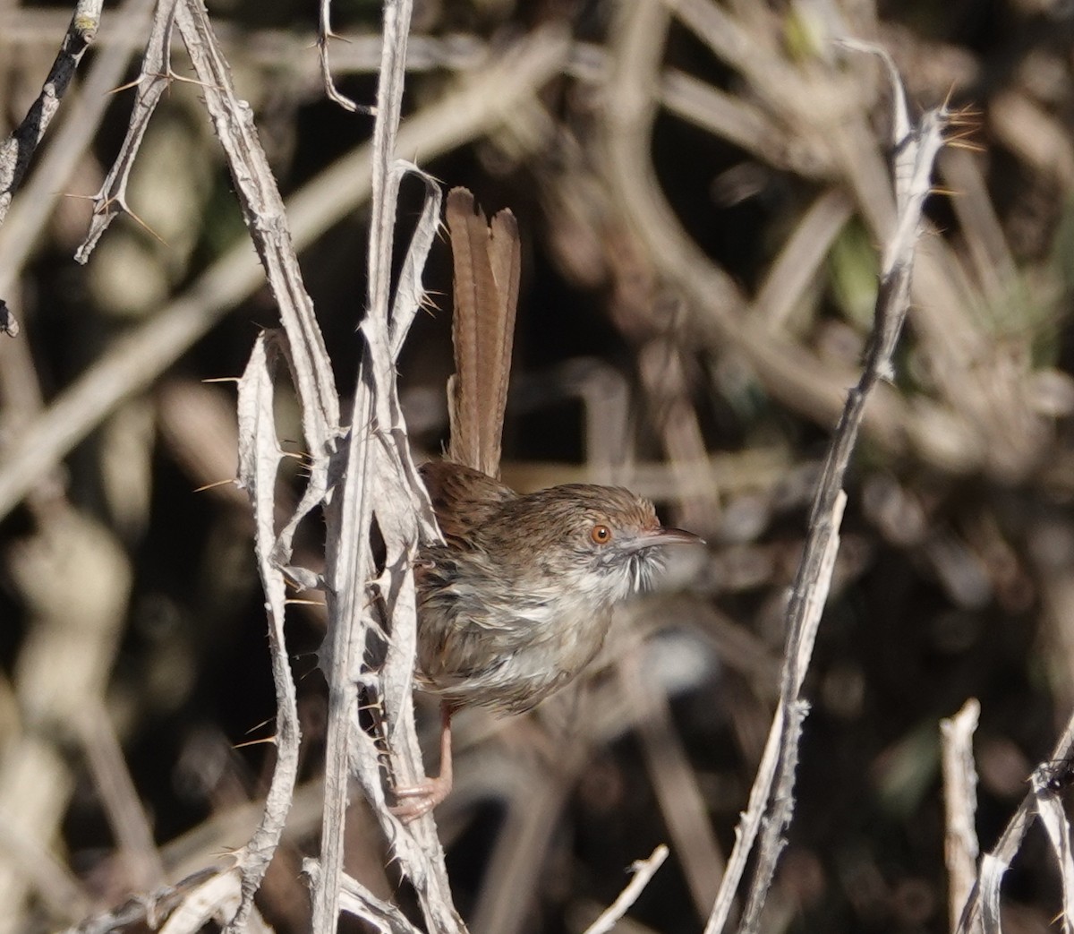 Graceful Prinia - ML626951372