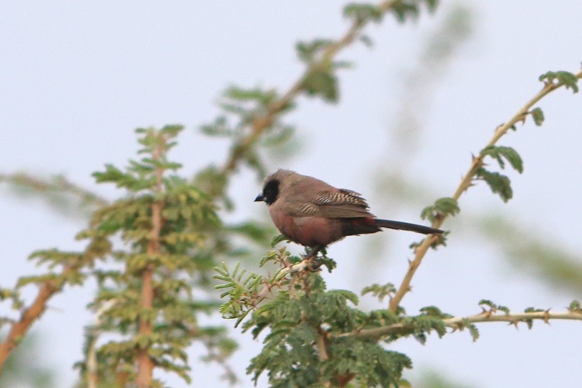 Black-faced Waxbill - ML626951485