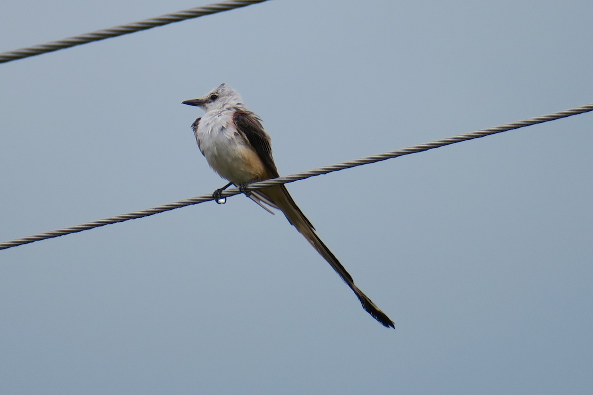 Scissor-tailed Flycatcher - Rishi Palit