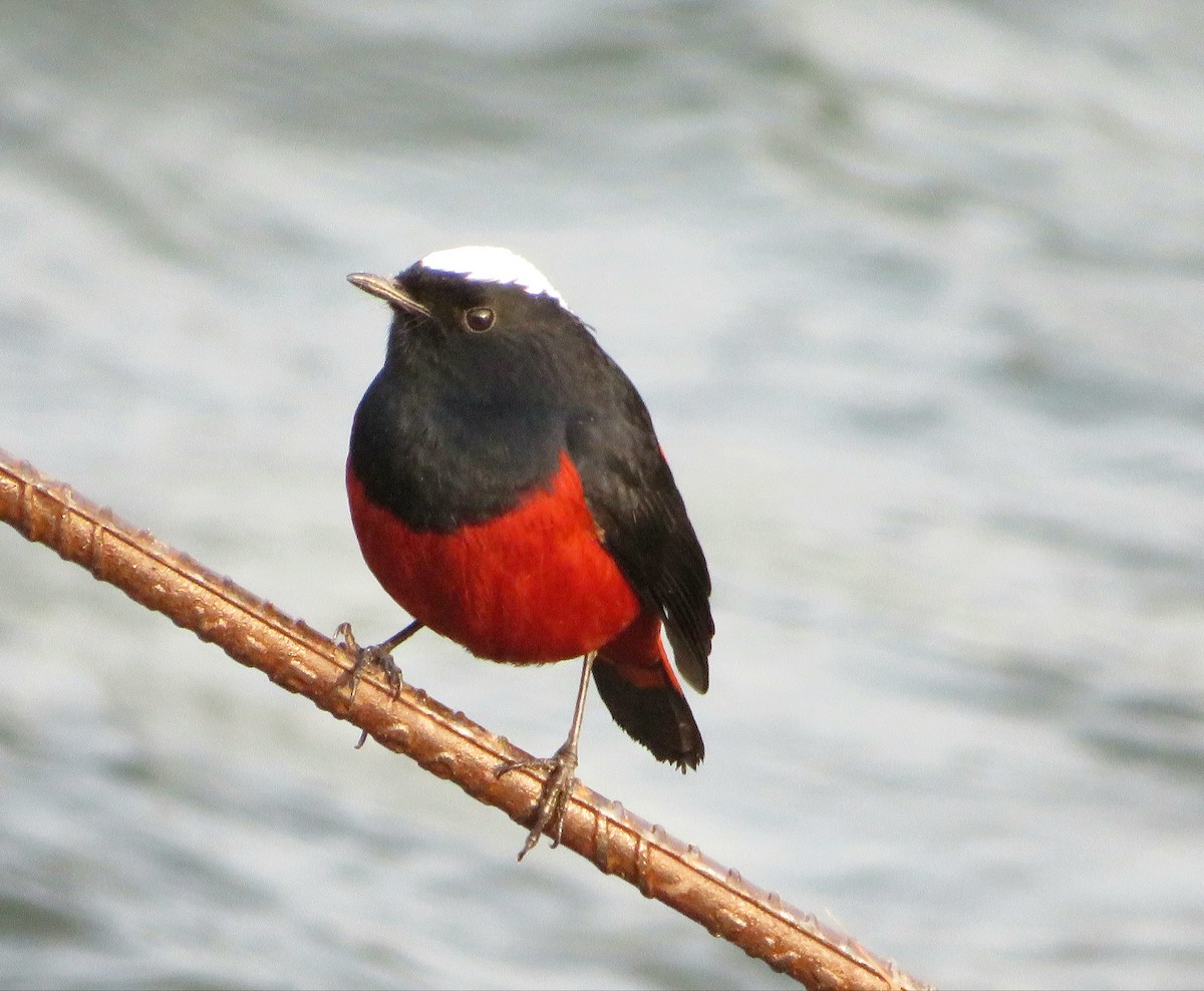 White-capped Redstart - ML626951546