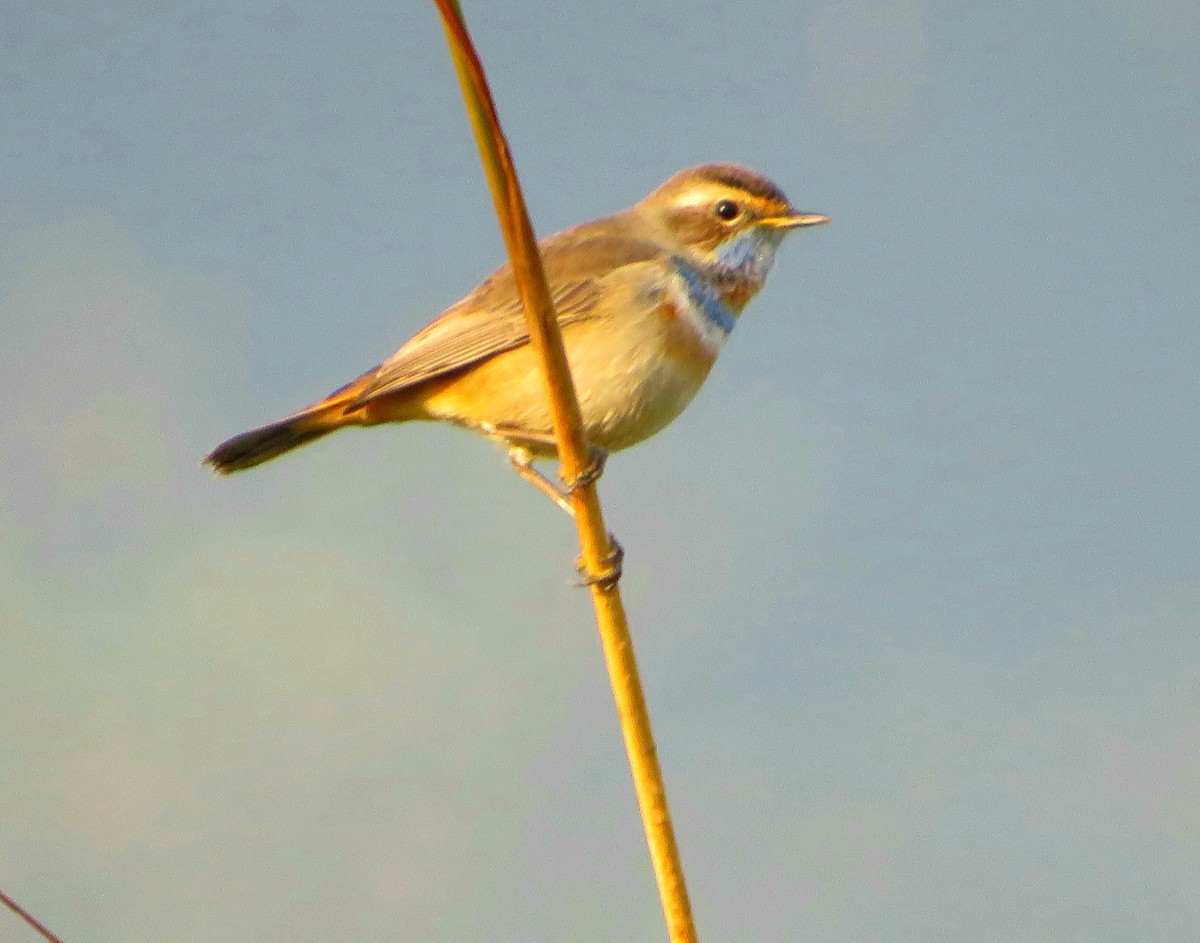 Bluethroat - ML626951579