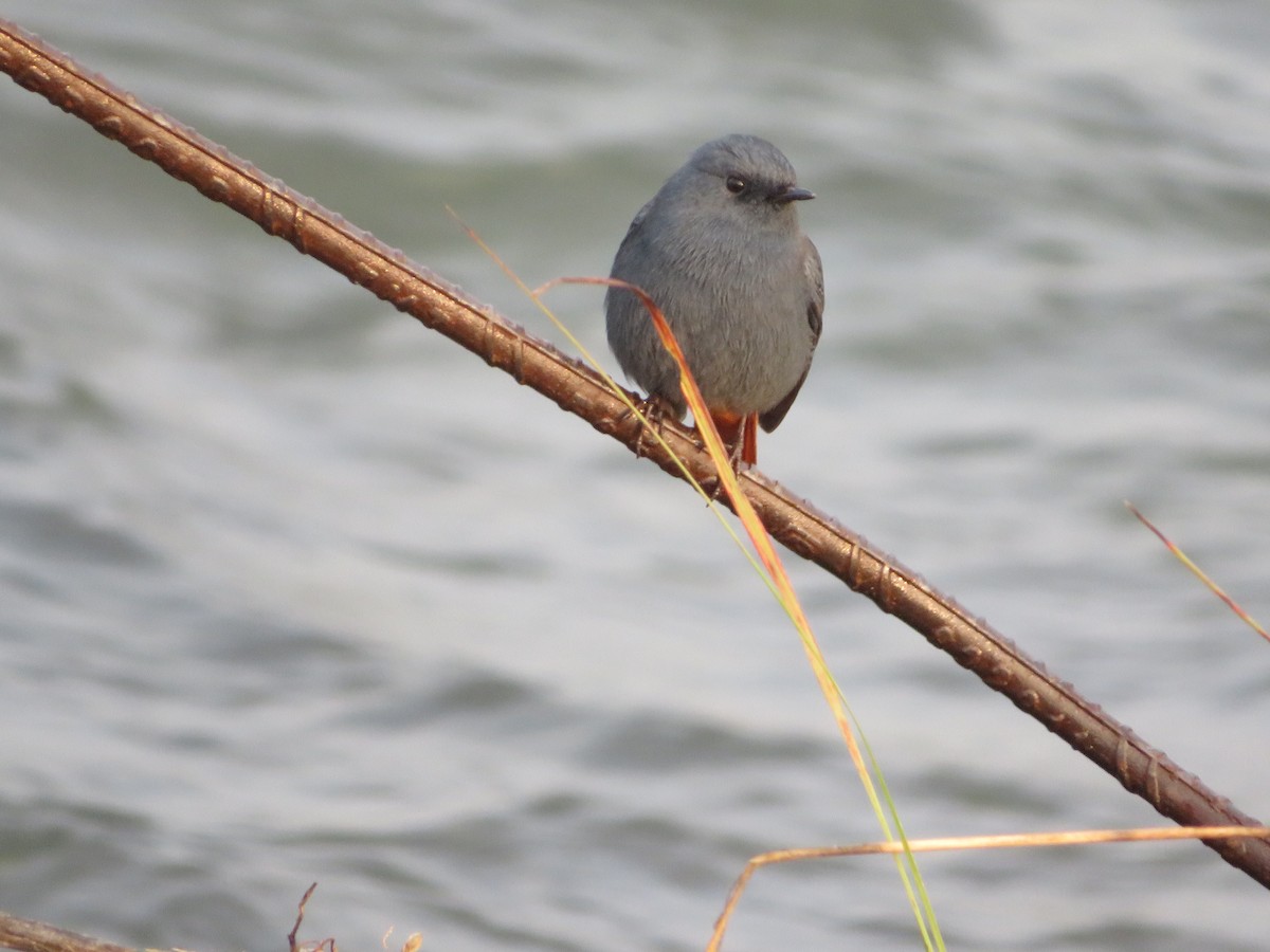 Plumbeous Redstart - ML626951589