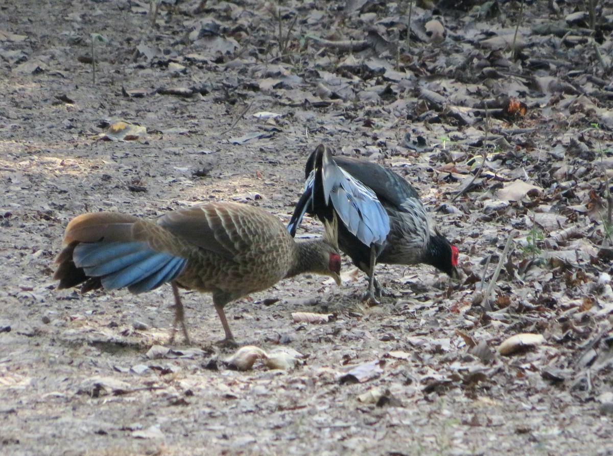 Kalij Pheasant - ML626951604