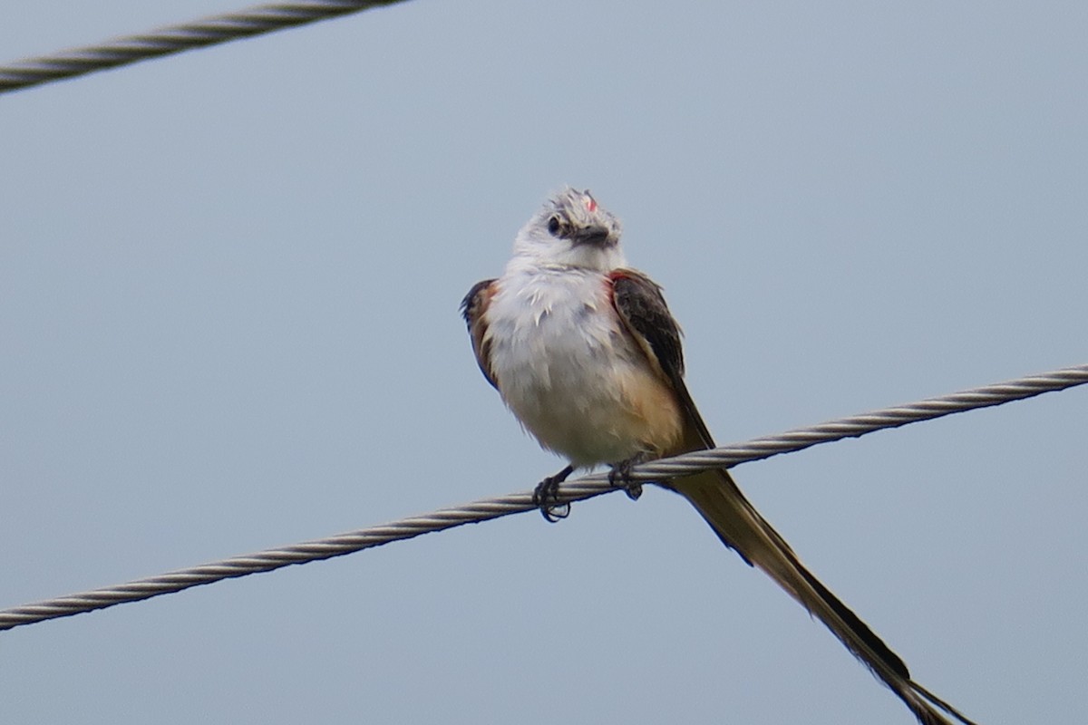 Scherenschwanz-Königstyrann - ML62695161