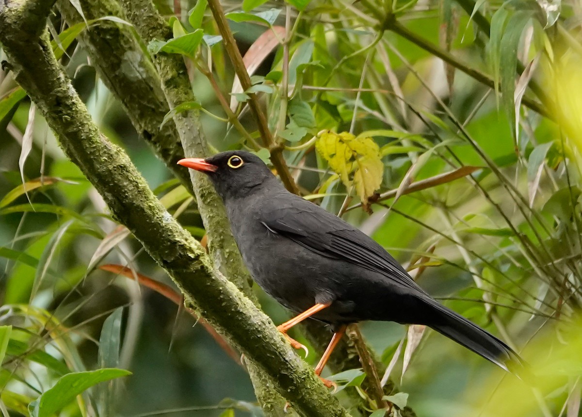 Great Thrush - ML626951728