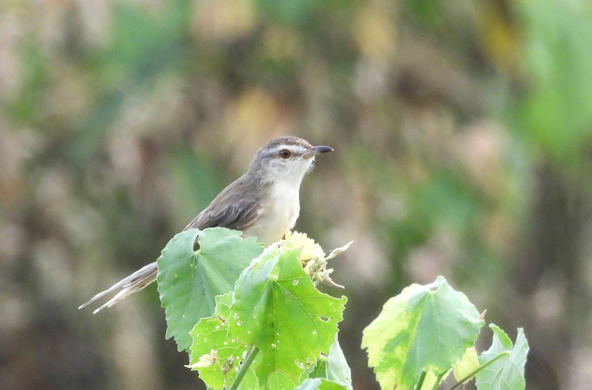 Plain Prinia - ML626951822