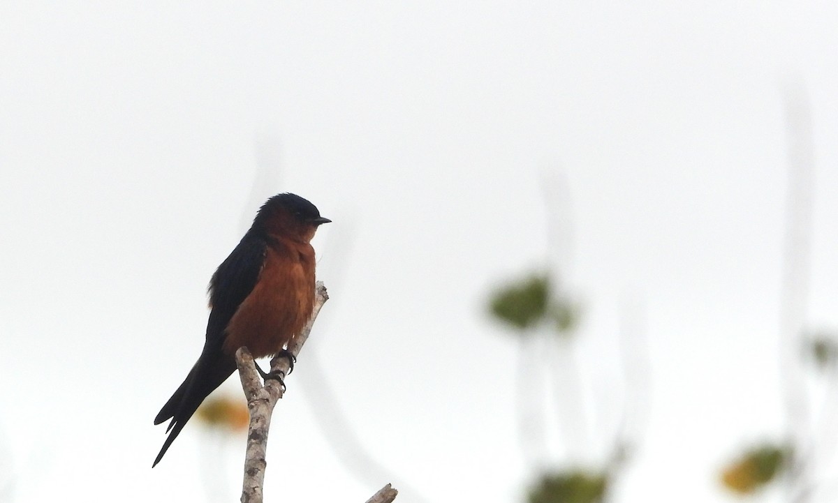 Sri Lanka Swallow - ML626951827