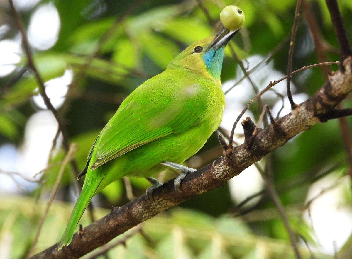 Jerdon's Leafbird - ML626951842