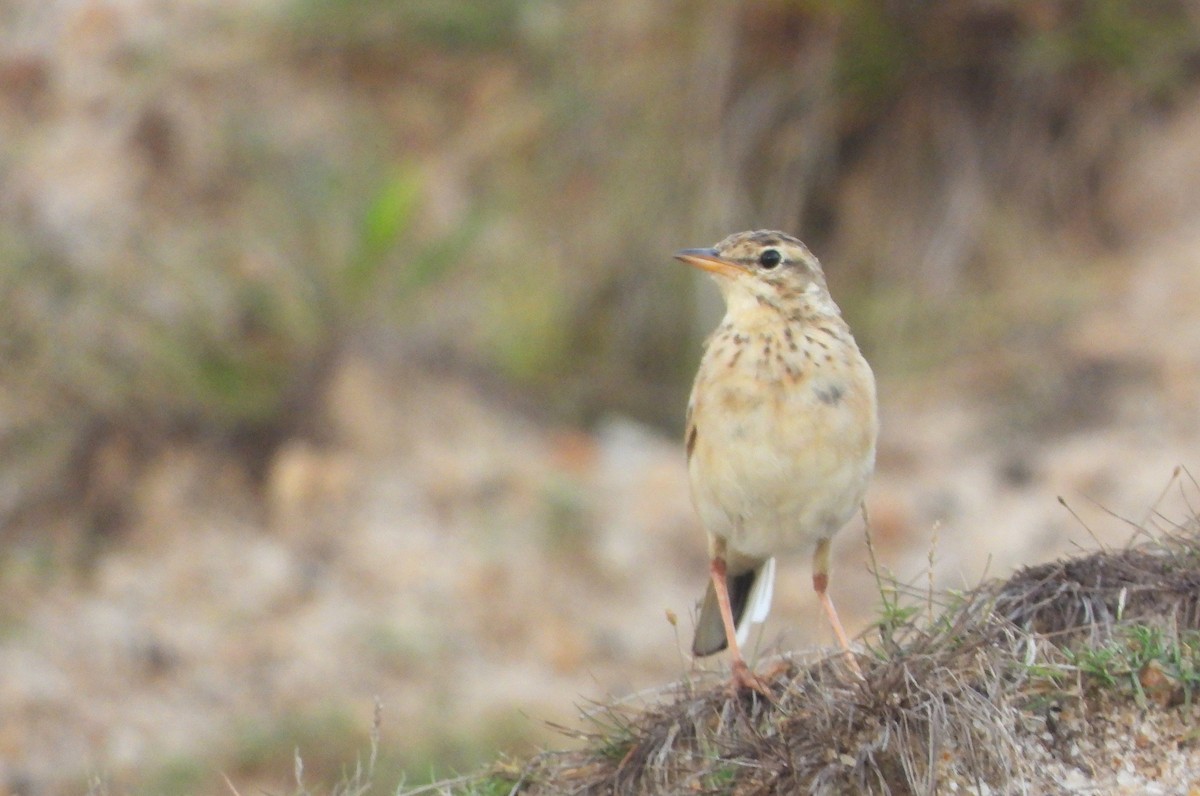 Paddyfield Pipit - ML626951845