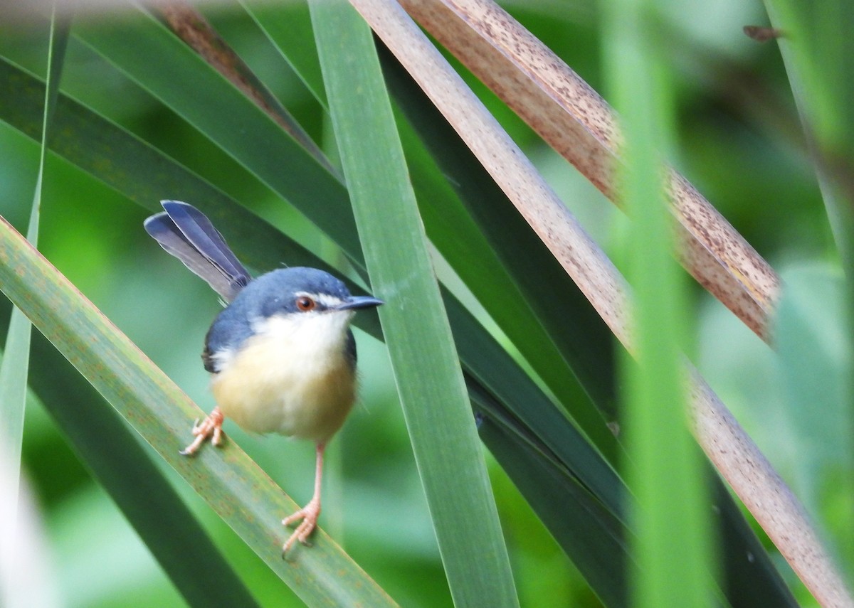 Ashy Prinia - ML626951908