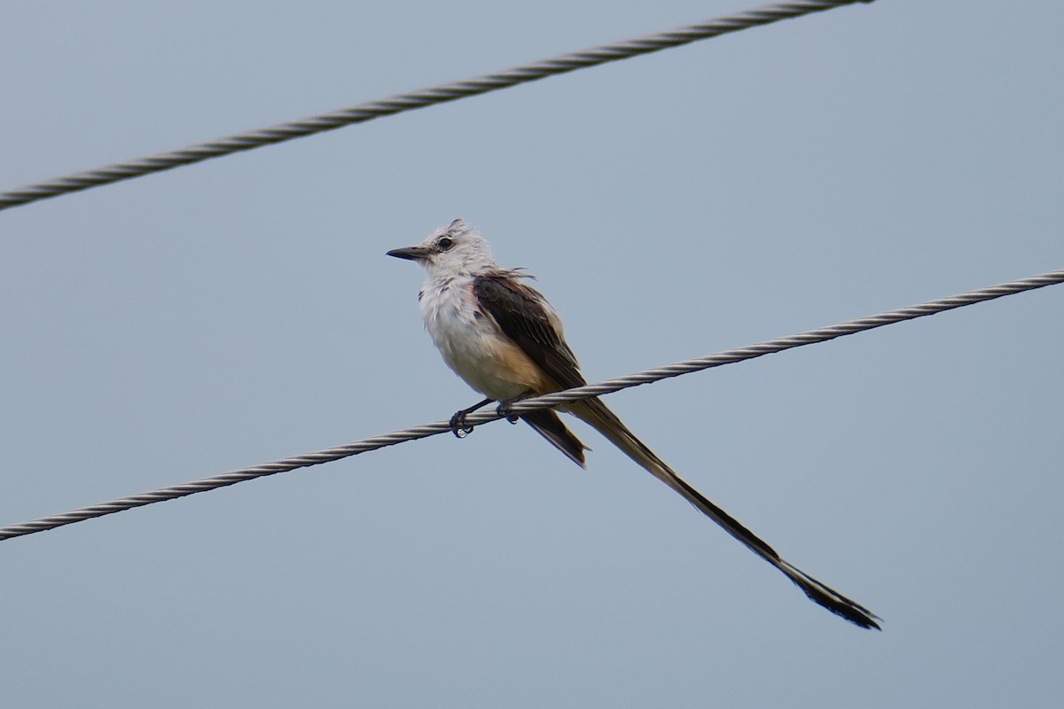 Scissor-tailed Flycatcher - Rishi Palit