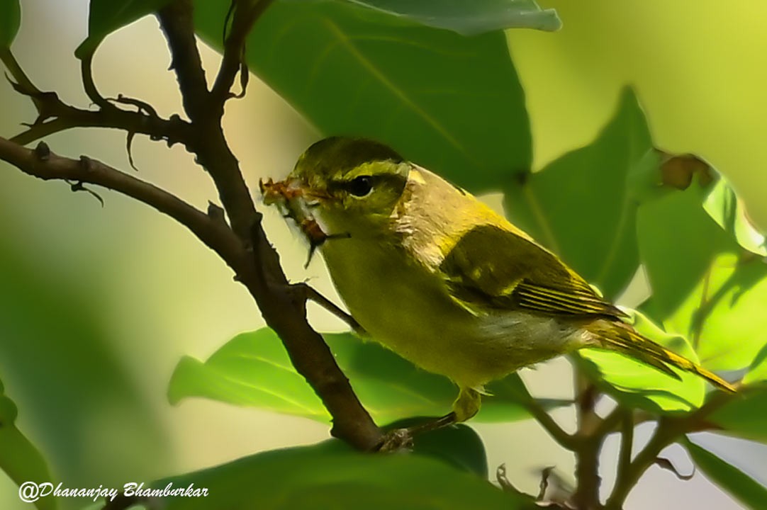 Western Crowned Warbler - ML626951917