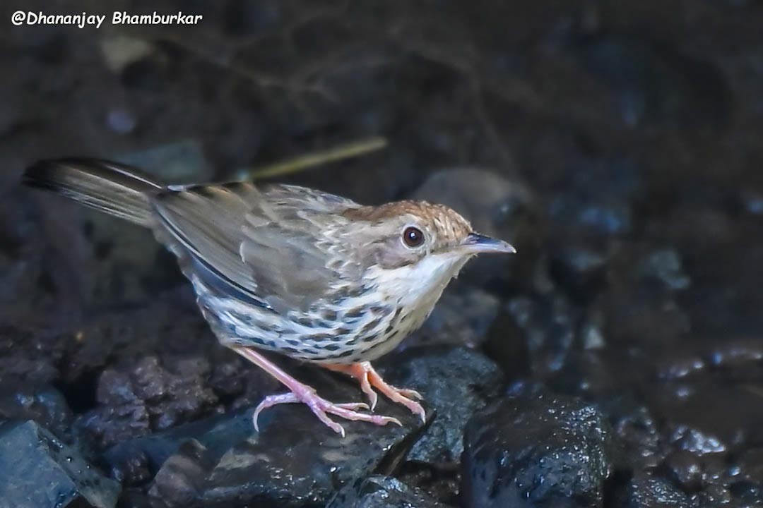 Puff-throated Babbler - ML626951920