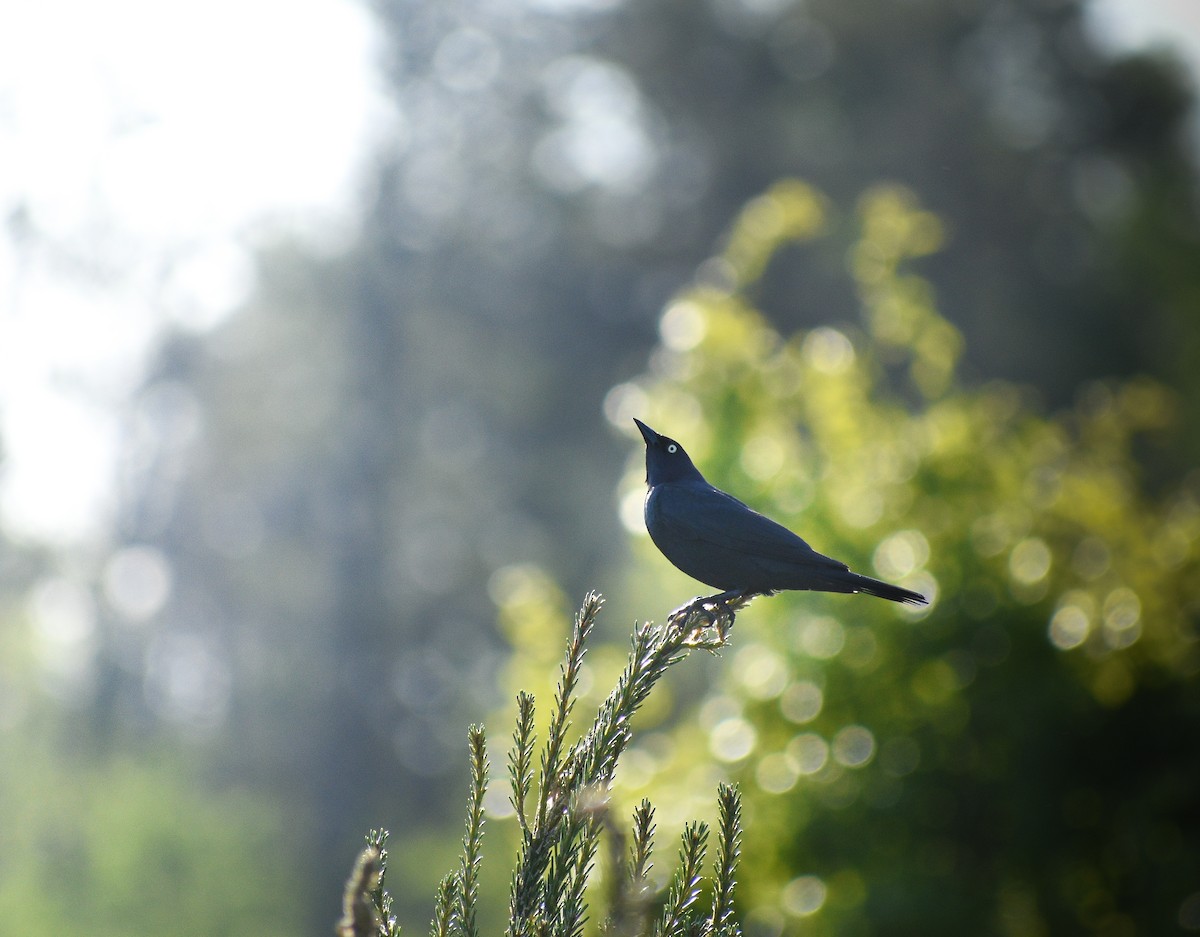 Brewer's Blackbird - ML626952076