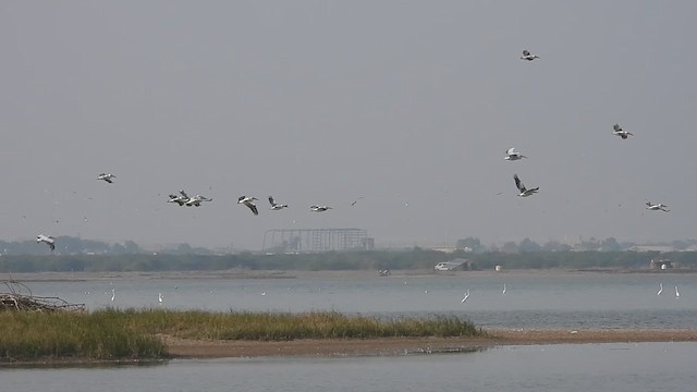 Great White Pelican - ML626952258