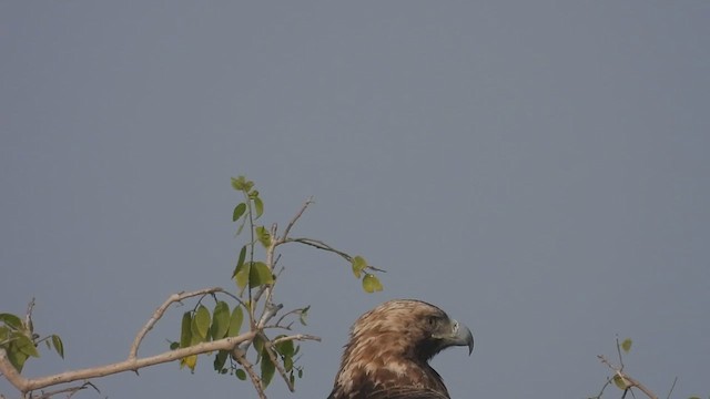 Aigle impérial - ML626952271