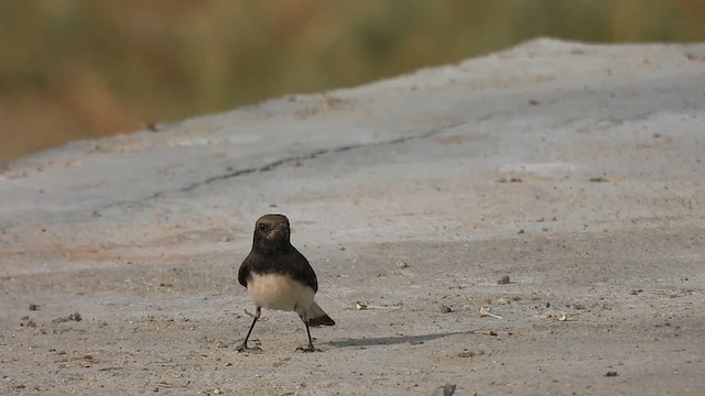 Variable Wheatear - ML626952350