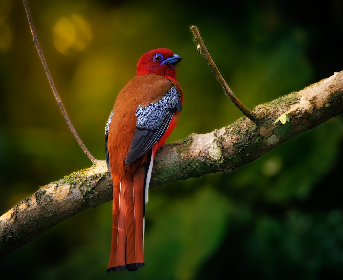 Red-headed Trogon - ML626952393
