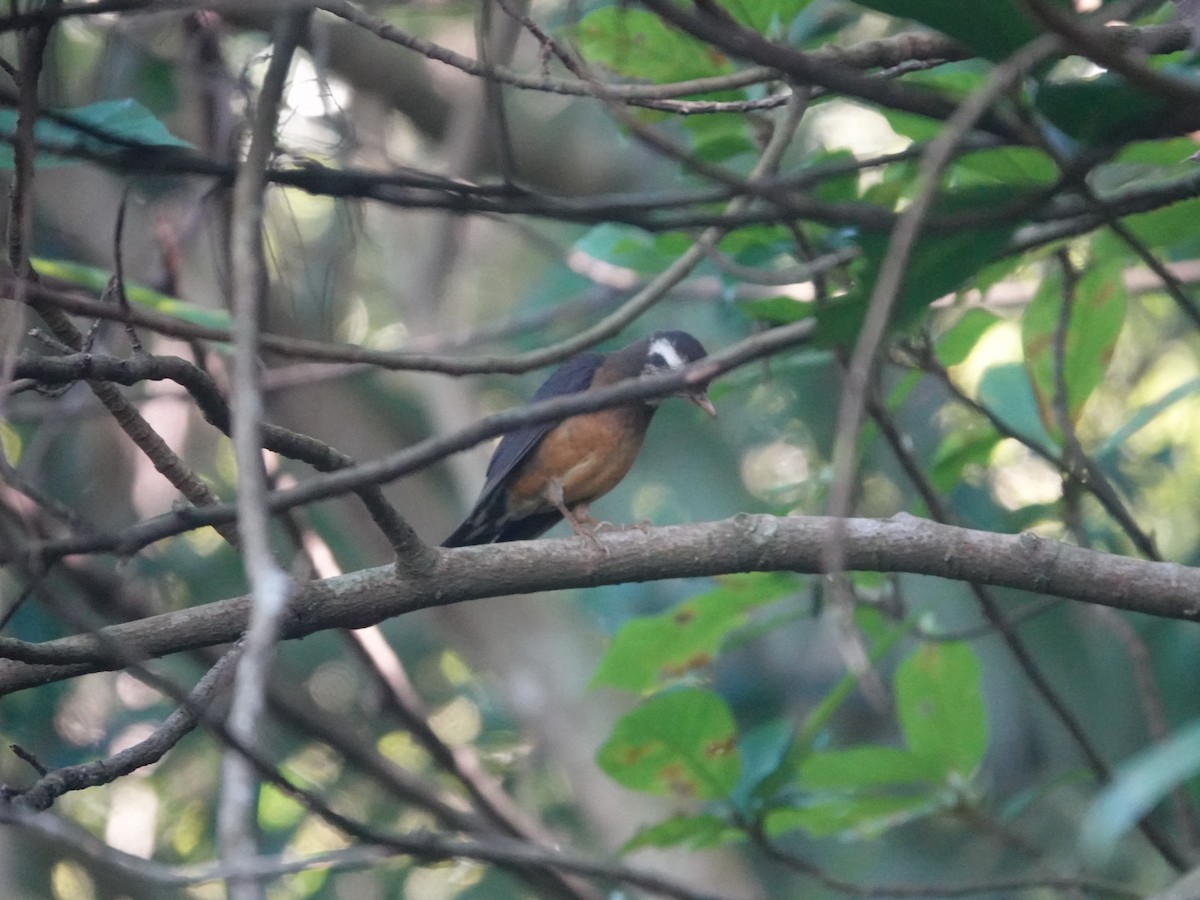 Taiwan Thrush - ML626952419