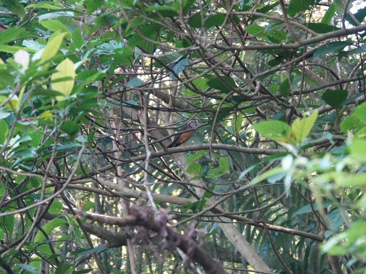 Taiwan Thrush - ML626952507