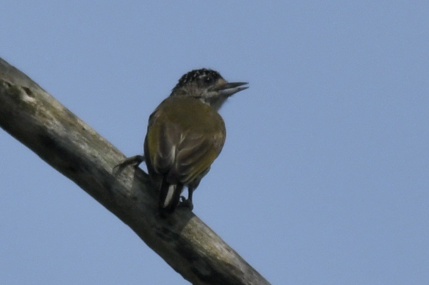 Carpinterito de Cuzco - ML626952651