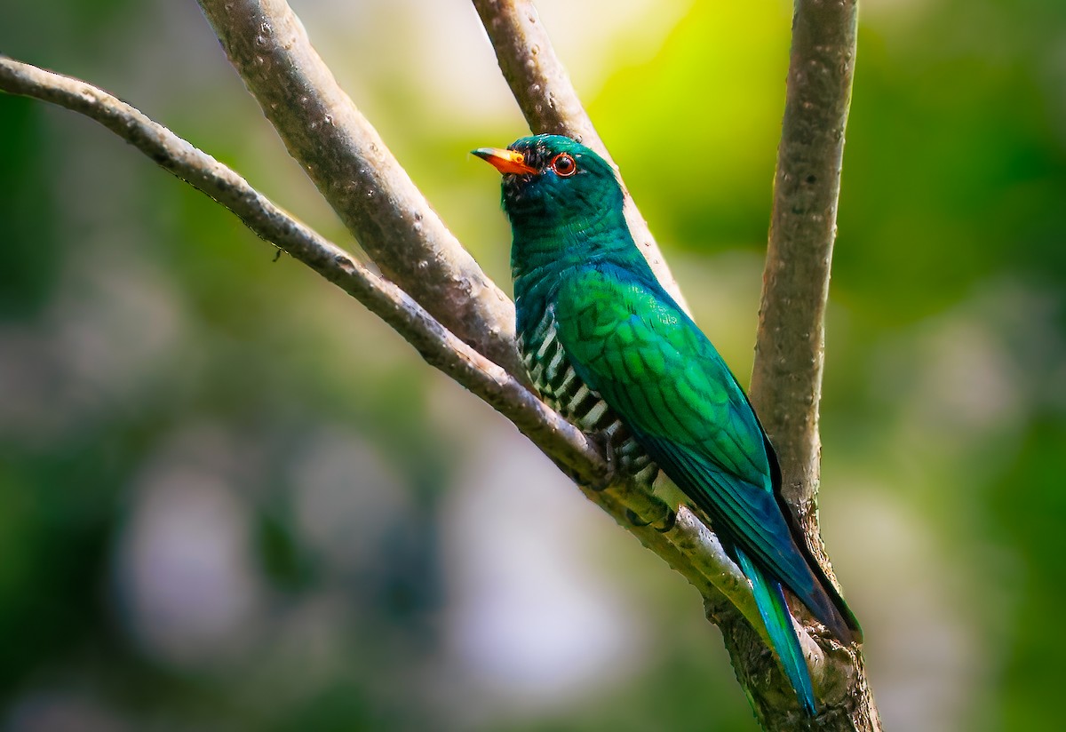 Asian Emerald Cuckoo - ML626952728
