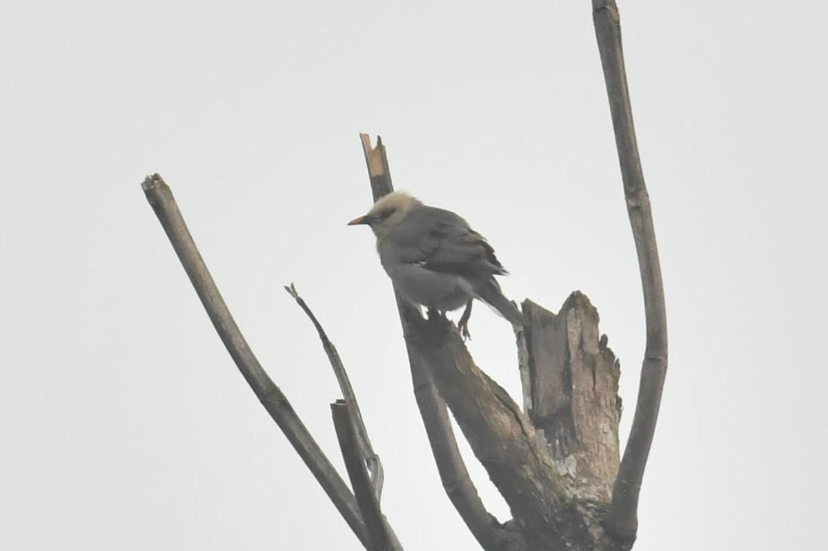 Burmese Myna - ML626953050