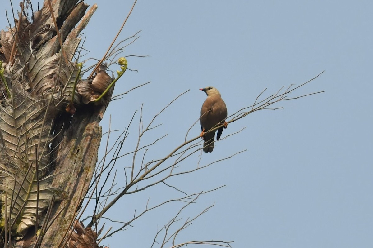 Miná Birmano - ML626953051