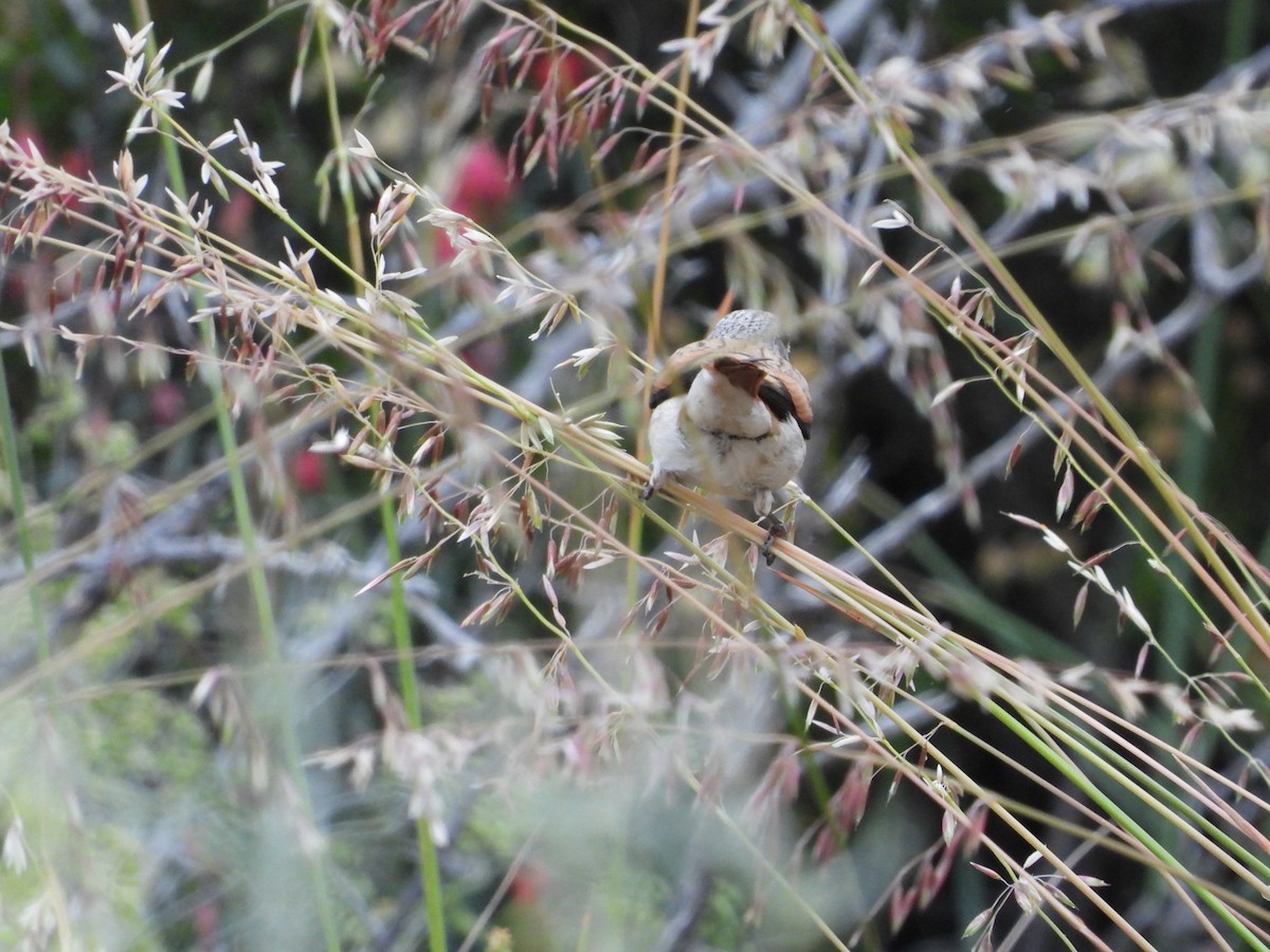 Black-headed Canary - ML626953185