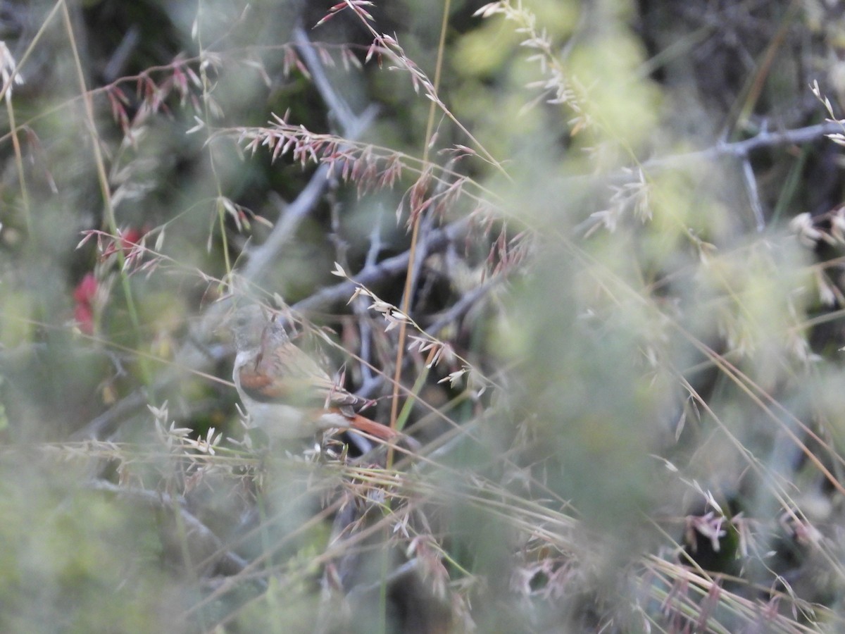 Black-headed Canary - ML626953186