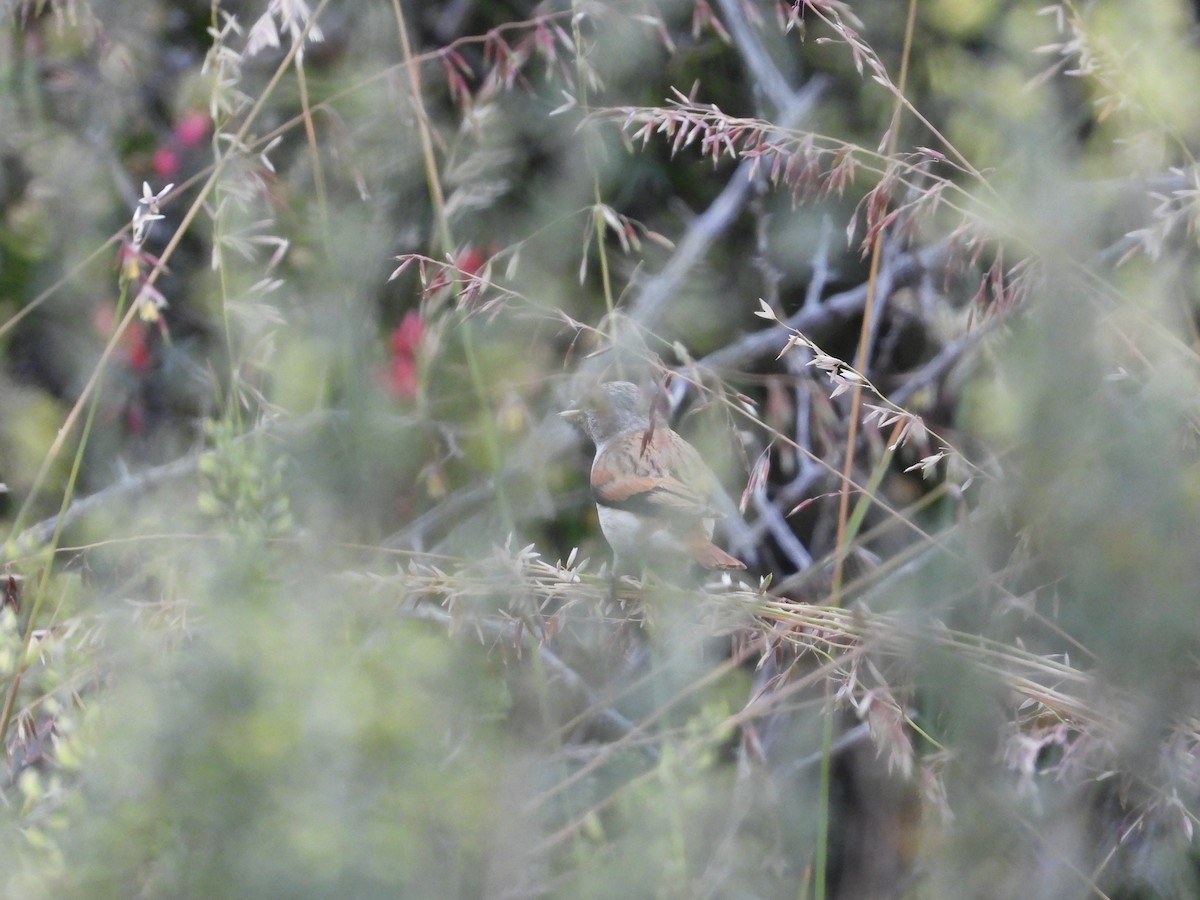 Black-headed Canary - ML626953187