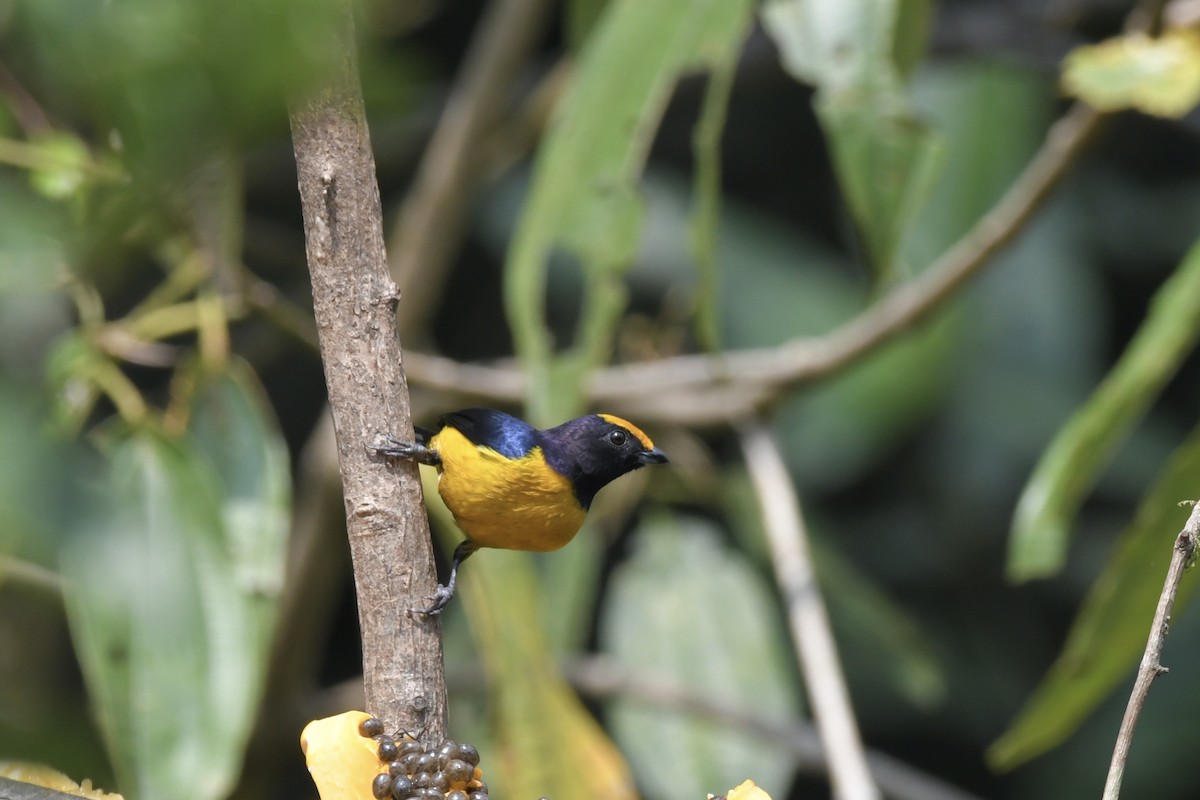 Orange-bellied Euphonia - ML626953221