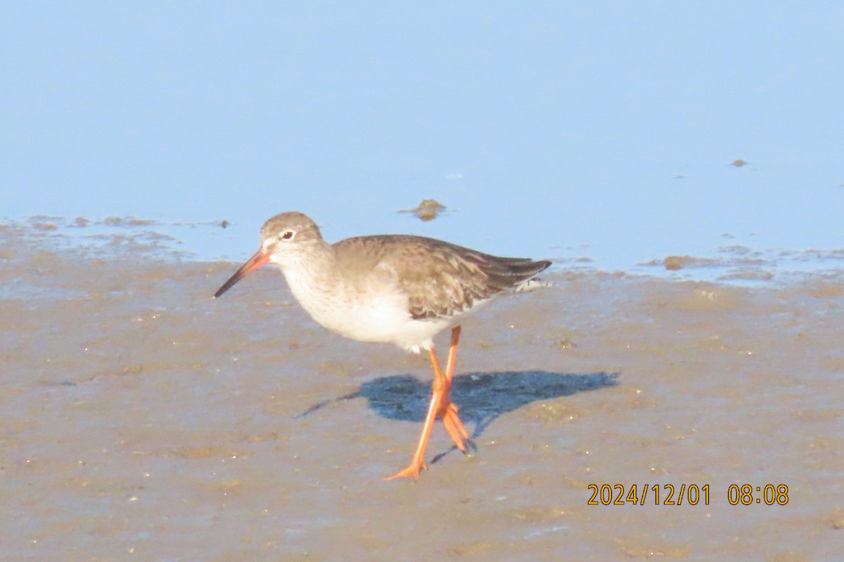 Common Redshank - ML626953453