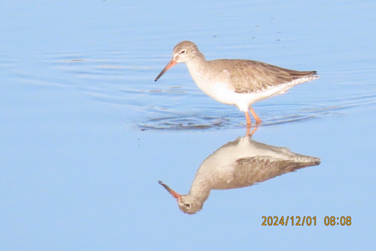 Common Redshank - ML626953456