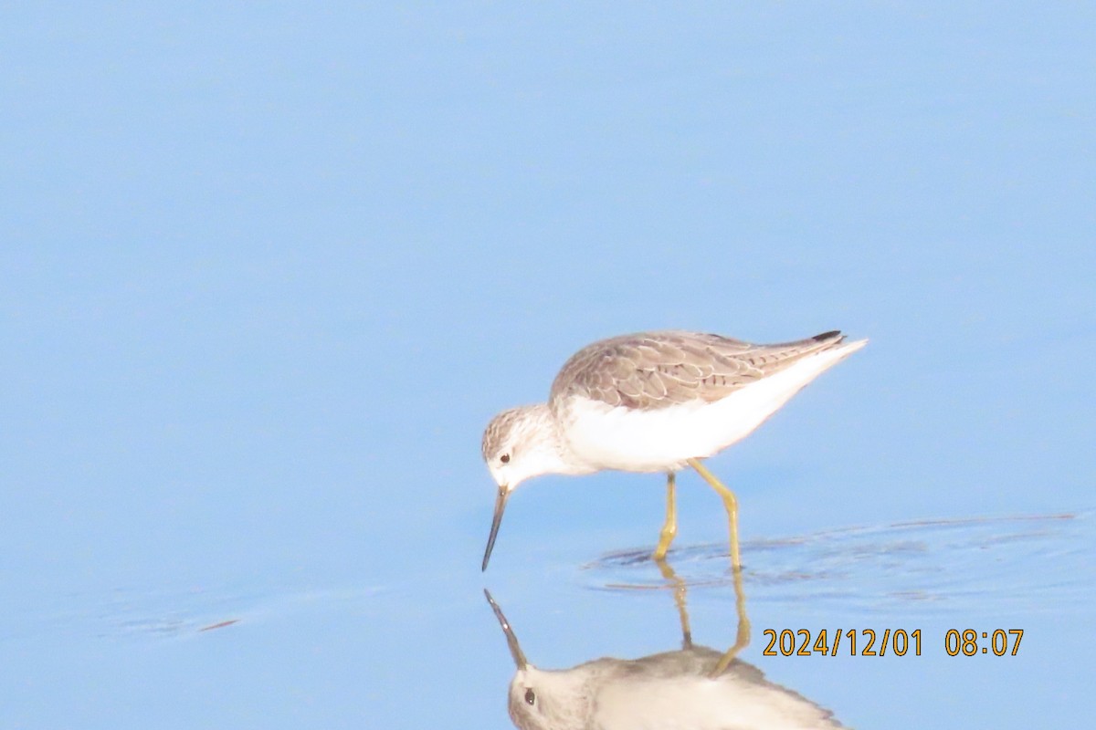 Marsh Sandpiper - ML626953522