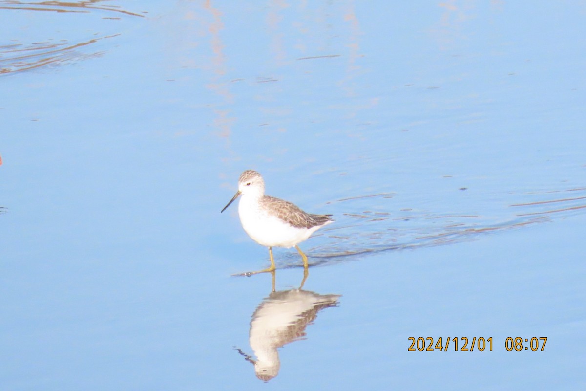 Marsh Sandpiper - ML626953523