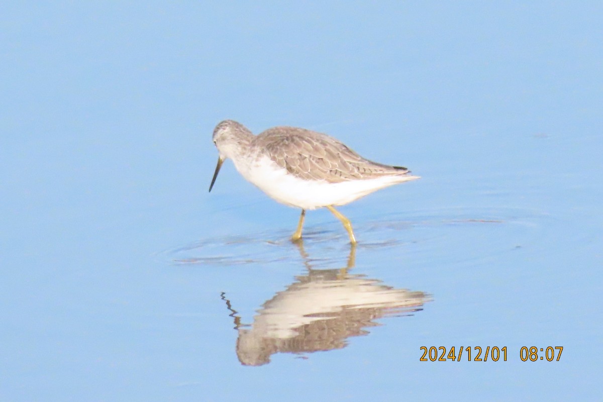 Marsh Sandpiper - ML626953524