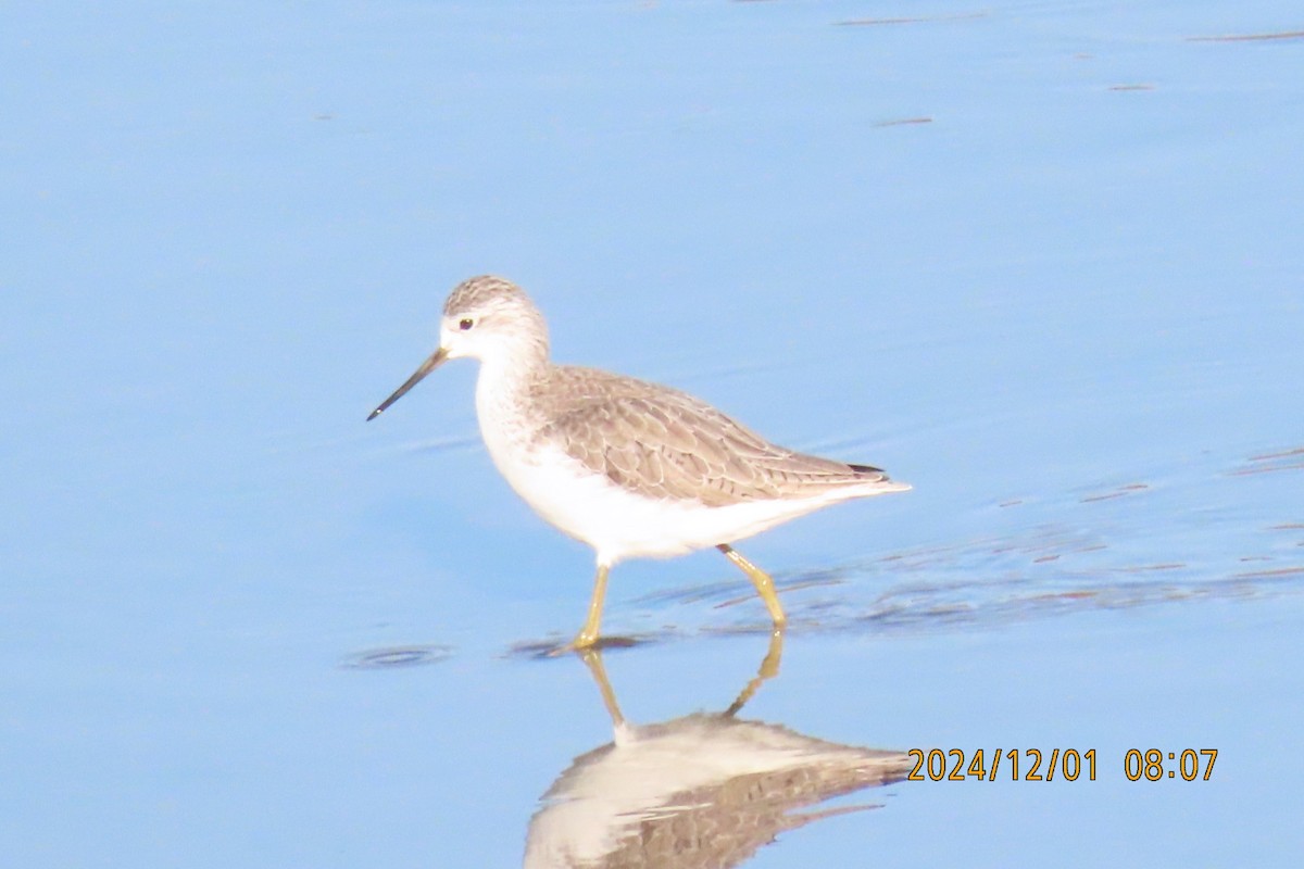 Marsh Sandpiper - ML626953525