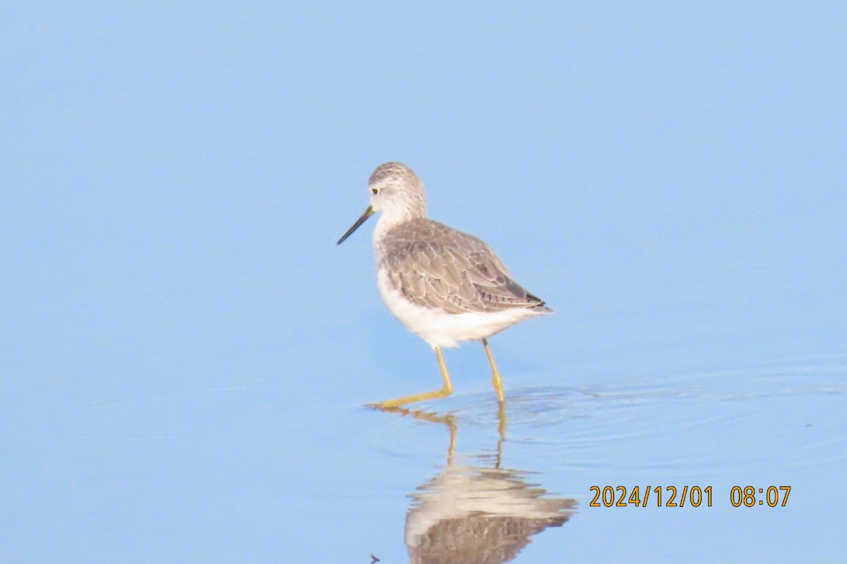 Marsh Sandpiper - ML626953526