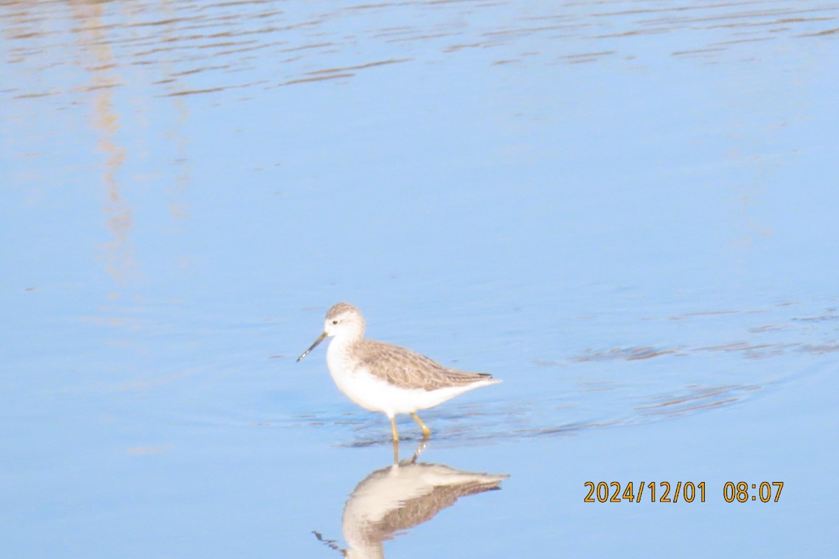 Marsh Sandpiper - ML626953527