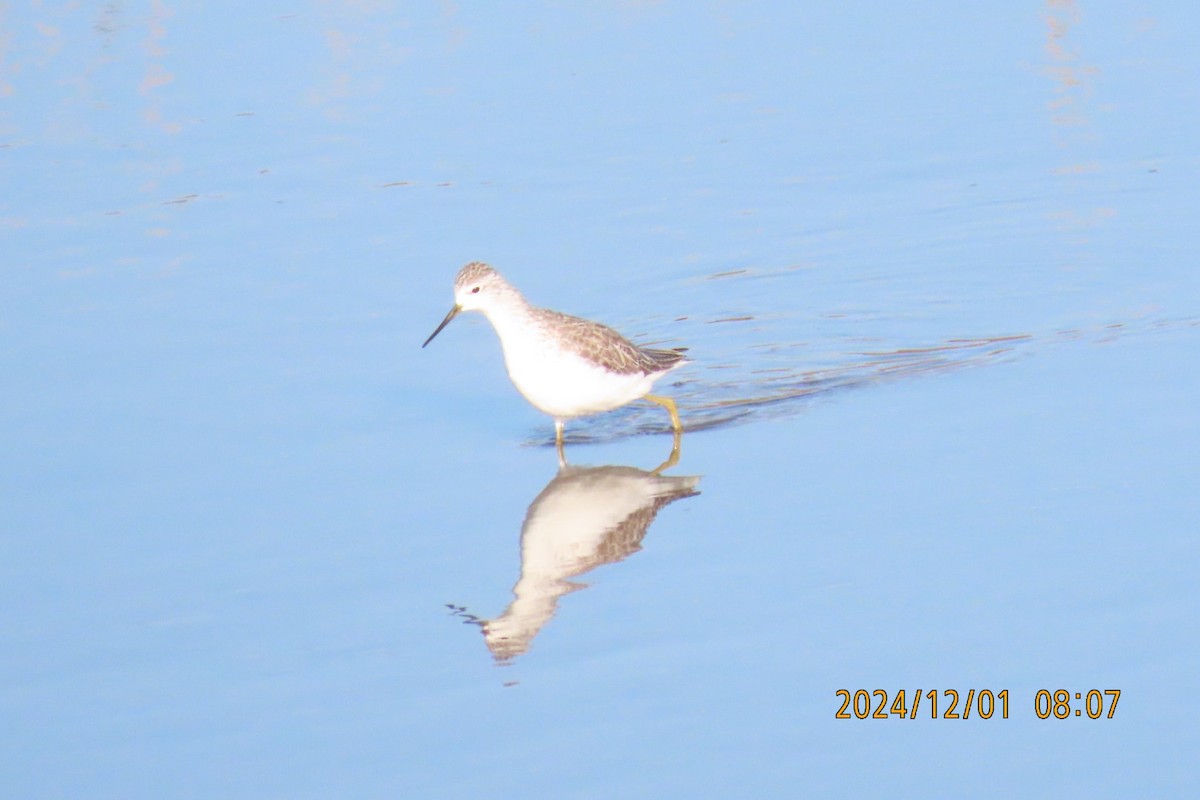 Marsh Sandpiper - ML626953528
