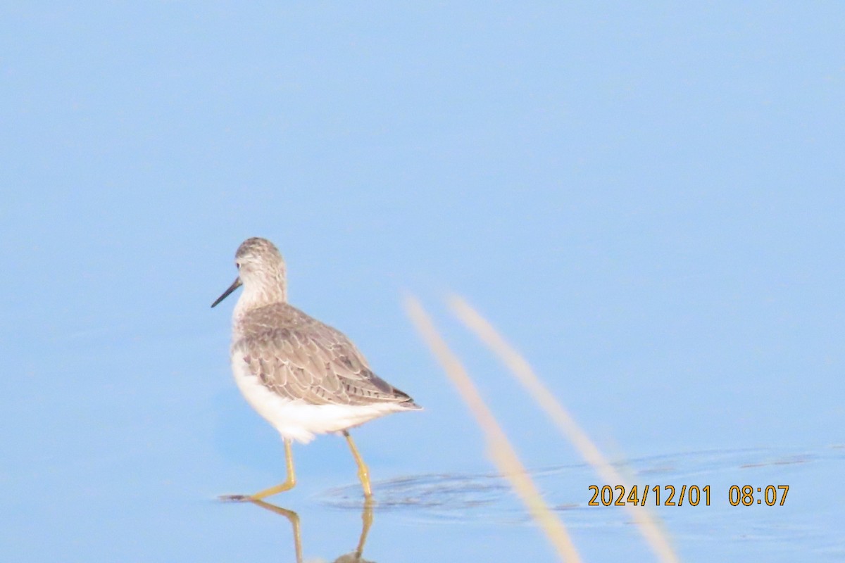 Marsh Sandpiper - ML626953529
