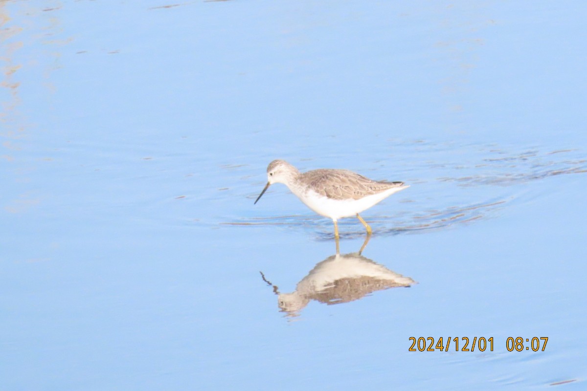 Marsh Sandpiper - ML626953530