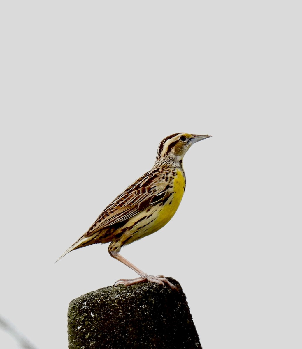 Eastern Meadowlark - ML626953576