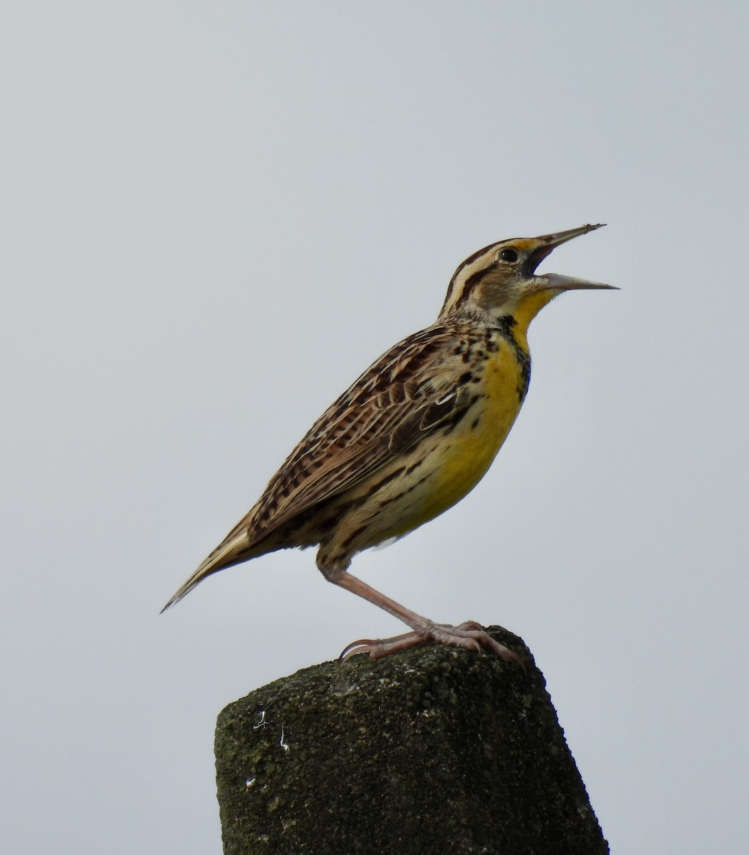 Eastern Meadowlark - ML626953577